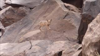 Canis anthus, Adrar Atar, Mauritania