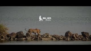 iNTRO Big Cats Adventures