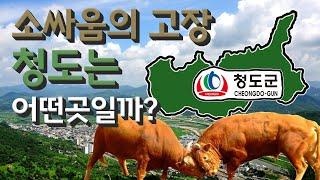 [청도] 소싸움의 고장 경상북도 청도군은 어떤 곳일까? 자세하게 알아보자!