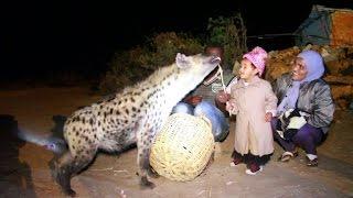 Hyena feeding in Ethiopia becomes tourist attraction