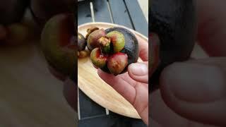 How to open a Mangosteen fruit (using 1 hand only )