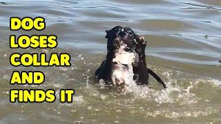 Clever Dog Catches Collar After It Falls Off Mid-Swim