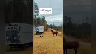 Funny Horse Reaction When Owner Faked Being Unalive! #shorts