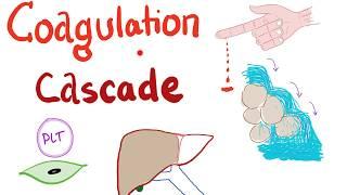 The Coagulation Cascade - Intrinsic & Extrinsic-  Most COMPREHENSIVE Explanation - Hematology