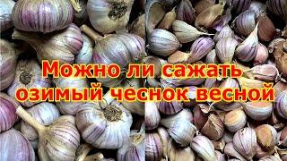 Можно ли сажать озимый чеснок весной?