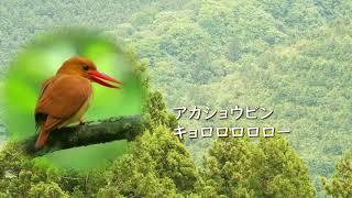 アカショウビン鳴き声遠くの声に気づくには