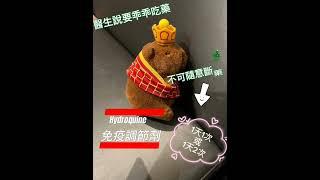【臺北醫院】免疫調節劑-使用奎寧說明 / 風濕免疫科