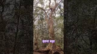 #matheranhillstation #tree #big #jungle #fun #maza #masti #viralshort #viralvideo #viralreels