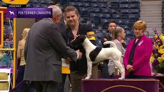 Fox Terriers (Smooth) | Breed Judging 2024