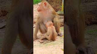 Luno: Growing Up Different 1 #cuteanimal #animals #cutemonkey #cute