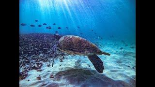 Freediving KOH TAO