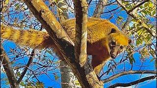 QUATI, O Animal que Sobe em ÁRVORES!