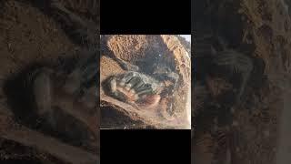 Time lapse tarantula molt! #tarantula #arachnid #weirdcore