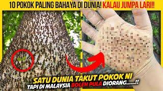 10 POKOK PALING BAHAYA DI DUNIA KORANG KENA LARI KALAU JUMPA