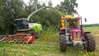 Corn silage in Stepelo