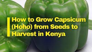 How to Successfully Grow Capsicum in Kenya: Best Varieties, Planting Tips, Pests Control