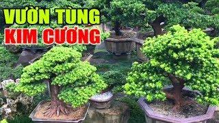 Vườn bonsai Tùng Kim Cương lớn nhất Đài Loan