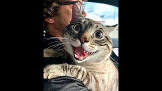  New funny animals!  The funniest videos about dogs and cats! 