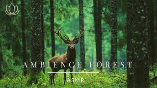  乾淨無廣告  ASMR 白噪音 - 清晨的森林 - 滿滿正能量大自然聲音 ASMR Ambience Morning Forest