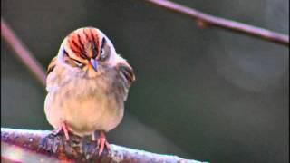 Todd Snider - "Railroad Lady"