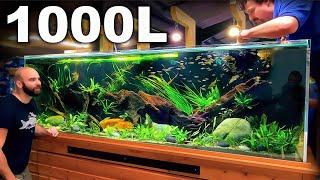 HUGE School Of Fish Added: 1000L 8ft South East Asian Aquarium [FINALE]