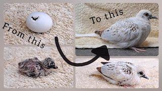 Diamond dove growth stages - First 21 days | Nena's birds