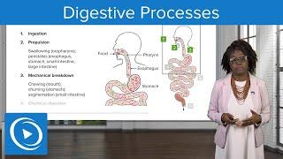 Digestive Processes – Physiology | Lecturio Nursing