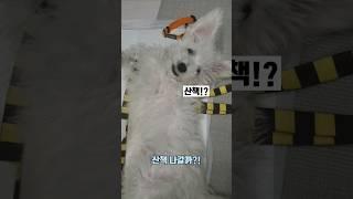 산책이 가고싶은 강아지 춘밤이 #비숑 (A dog who wants to go for a walk)
