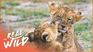 Orphaned Lion Cubs Rescued From An Active Warzone | Wild Animal Rescue | Real Wild