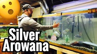 Silver Arowana Fish Care - Predator Nation