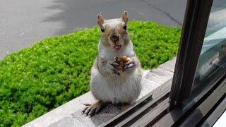 This baby squirrel makes the most adorable chewing sounds