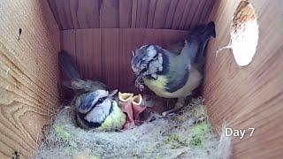 First Egg Hatching to Chicks Fledging - 21 days in 21 mins - BlueTit nest box camera highlights 2021