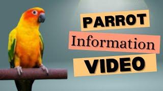 Sun canour Parrot complete info || Sun canour parrot caring.