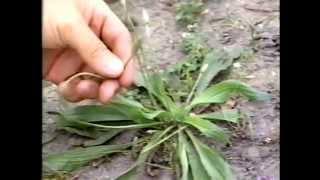 Wild Edibles Plants Documentary