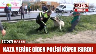 Kaza yerine giden Polisi köpek ısırdı!