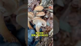 맛과 향이 좋고 고기가 부럽지않은 쫄깃한 버섯