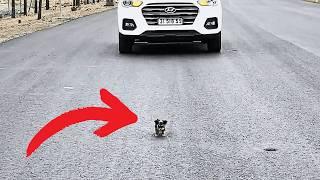 tiny stray dog, covered in fleas, tried to stop a moving car with his small body, hoping for a home.