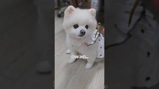 잠자리를 차마 먹지 못하는 이유  #박코코 #포메라니안 #cutedog #shorts #funnyshorts #funny