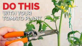 How to Prune Tomatoes to Get MORE FRUIT | Tomato Plant Care Guide