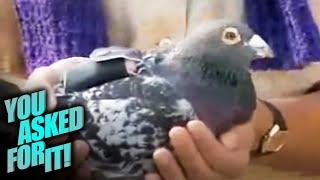 These Pigeons Are Saving Lives 