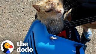 Cat Abandoned in 100-Degree Weather Melts In His Rescuer’s Arms | The Dodo