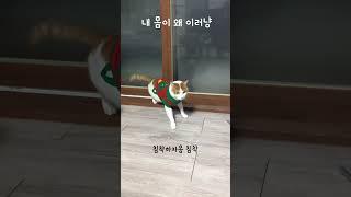 크리스마스 기념 또리 영상 #고양이 #고영희 #진또베리 #또리 #메리똘리스마스 #메리크리스마스