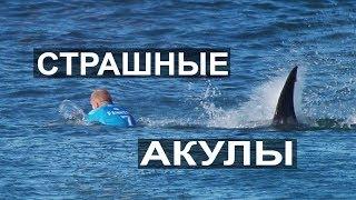 ПО ВСЮДУ АКУЛЫ !!