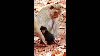 Unforgettable Moments with Newborn Baby Monkeys and Their Mothers