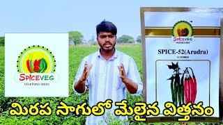 మిరప సాగులో మేలైన విత్తనం|Mirchi cultivation|Chilli farming|Chilli seeds| Spice veg 52|Arudra 52