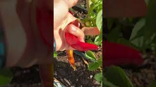 November 3rd harvest #raisedbedgarden #gardening #backyardvegetablegarden #floridagarden #garden