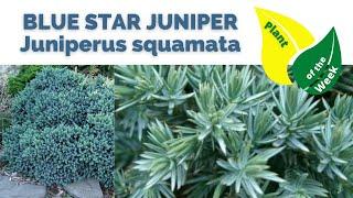 Blue Star Juniper | Juniperus squamata | Plant of the Week