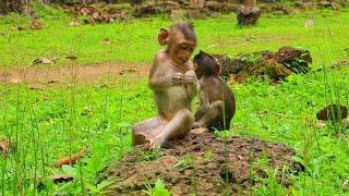 Why Mum...? What Wrong Happened On Baby...?  Love Monkey Primate