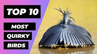 Top 10 Most Quirky Birds on Earth! | 1 Minute Animals