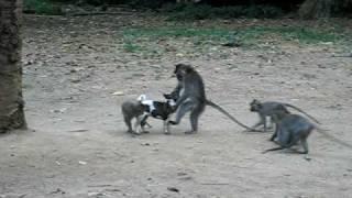 Monkeys Love Puppy